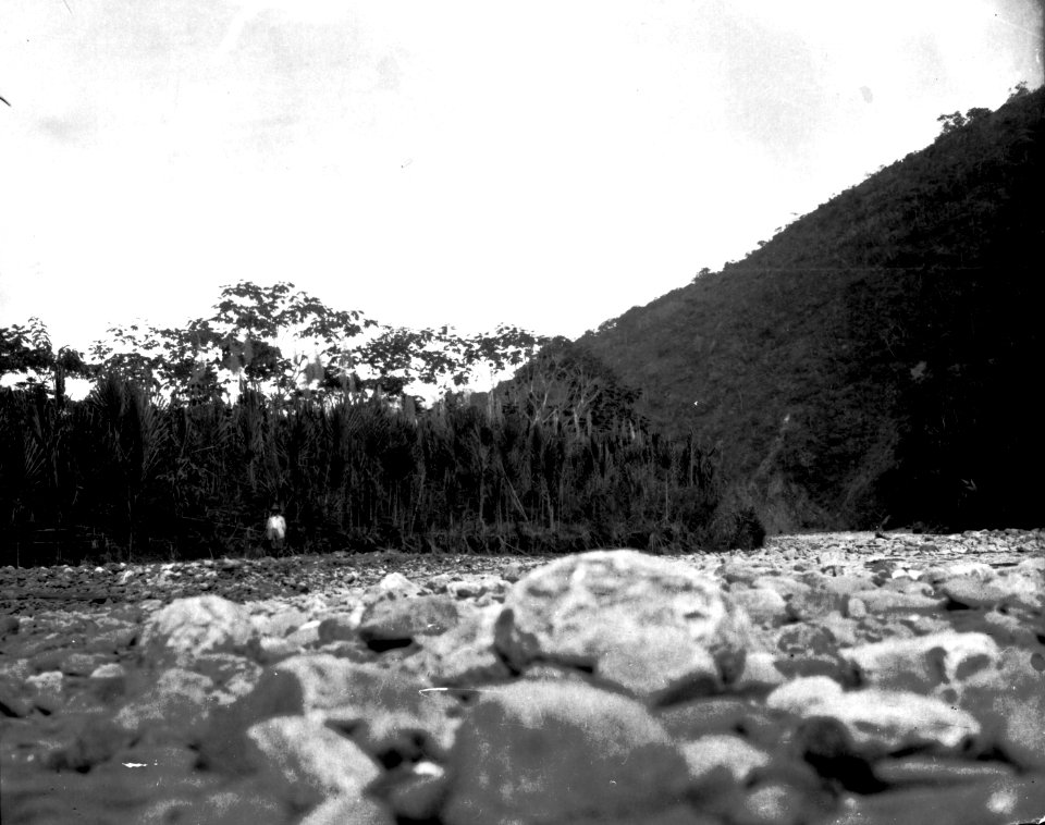 Vegetationsbild med pilgräs. Sydamerika, Rio Tuiche. Bolivia - SMVK - 002366