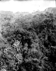 Vegetationsbild. San Fermin, Sydamerika. Bolivia - SMVK - 002413