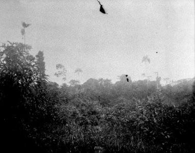 Vegetationsbild från Mojos. Mojos, Chaquimayo, Sydamerika. Bolivia - SMVK - 002351