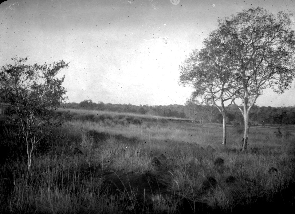 Vegetationsbild. S-te Marie de Marovoay. Madagaskar - SMVK - 021874