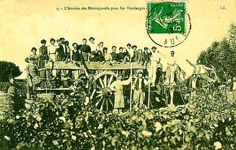 Vendandes dans l'Aude Vignoble de Narbonne
