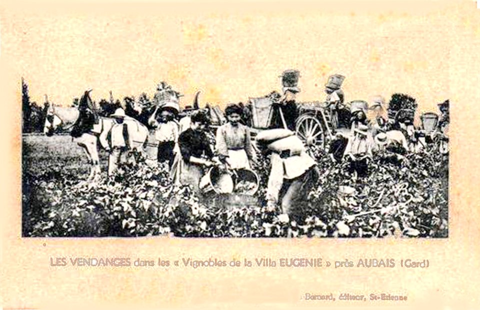 Vendanges à Aubais Gard