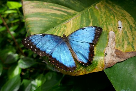 Tree plants wings