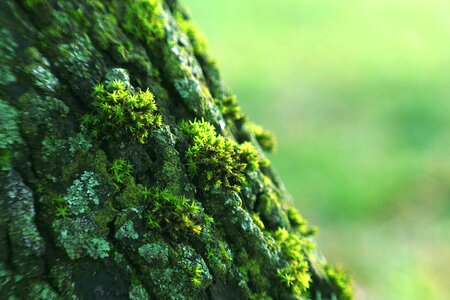 Moss green forest photo