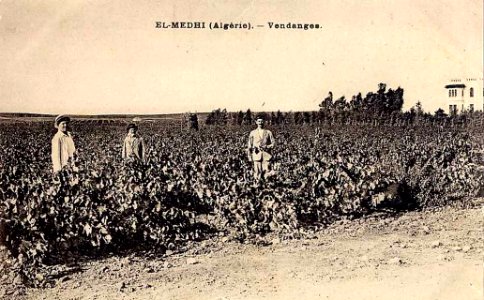 Vendanges à El-medhi