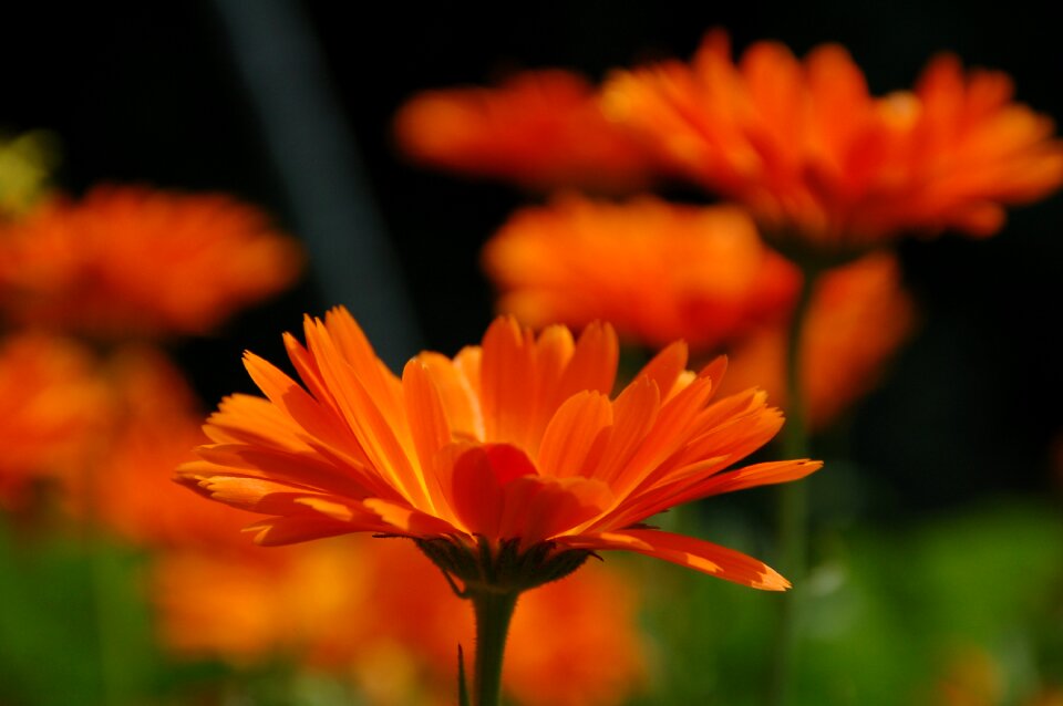 Summer gerbera orange