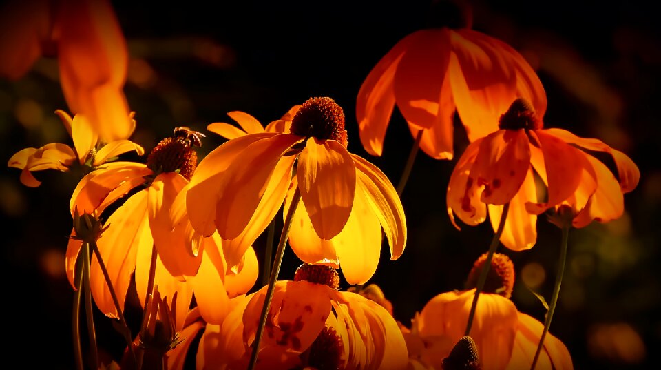 Orange blossom petals nature photo