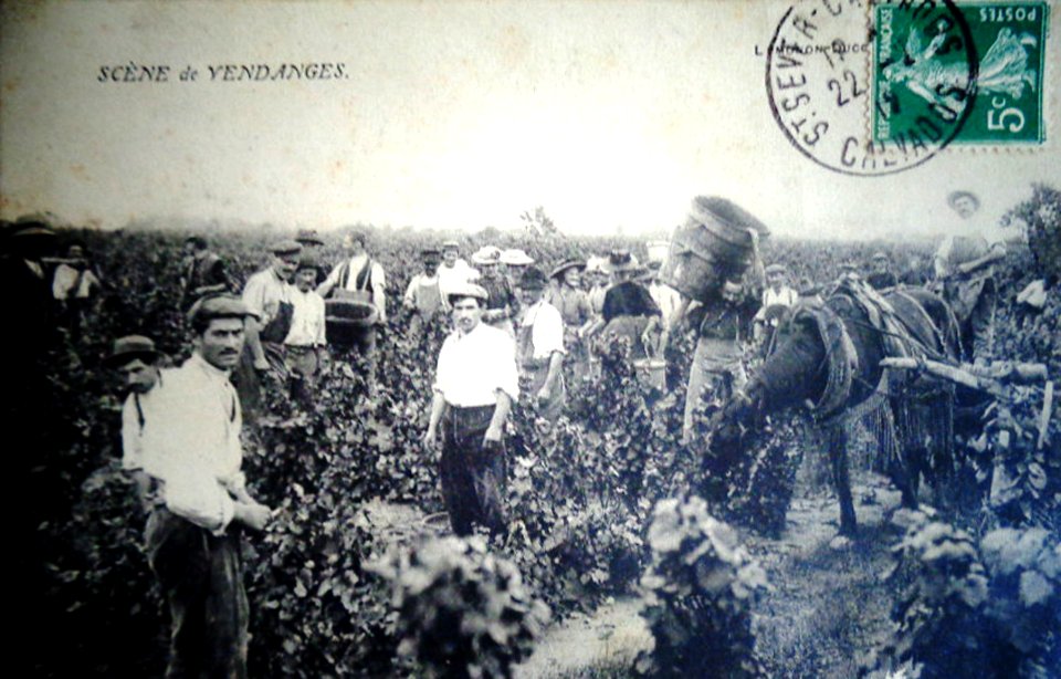 Vendanges en Calvados