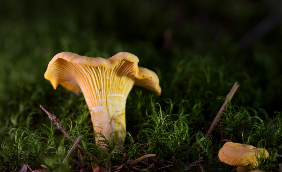 Yellow chanterelles cantharellus