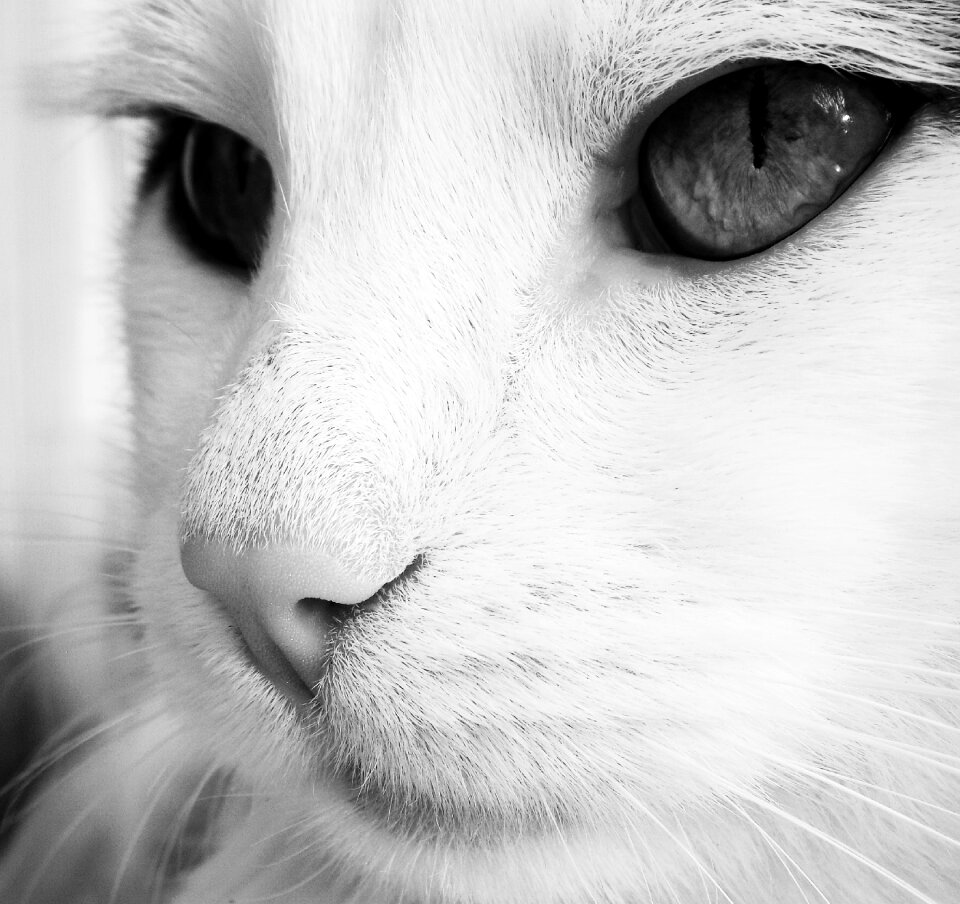 Angry cat the eye of sauron pet