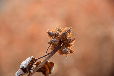 Plants flowers dry flower