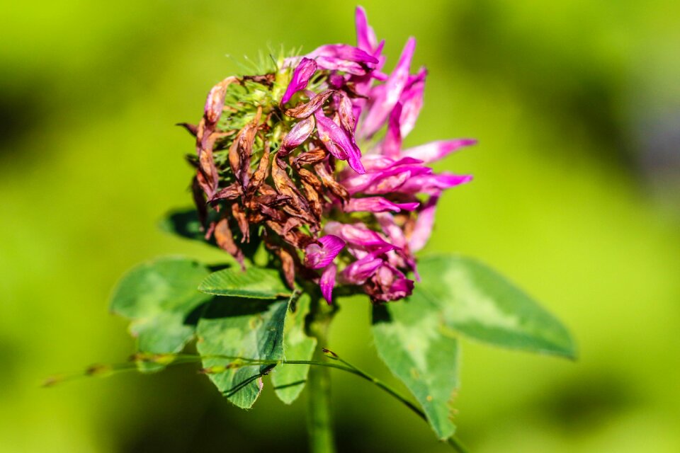 Summer pink green
