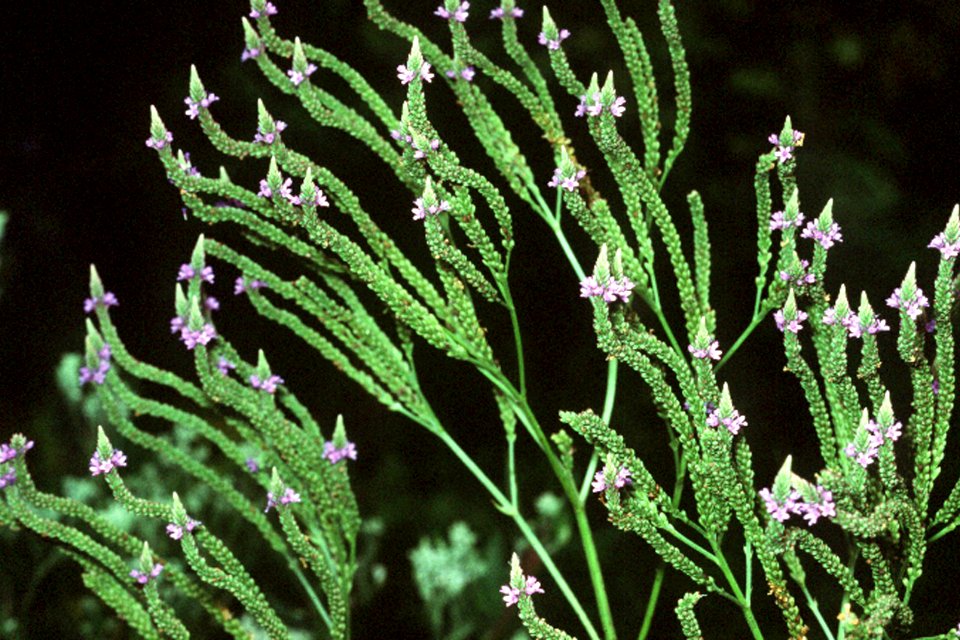 Verbena hastata NRCS-003