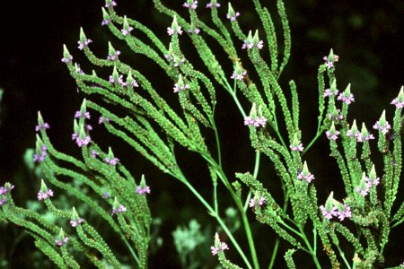 Verbena hastata NRCS-003