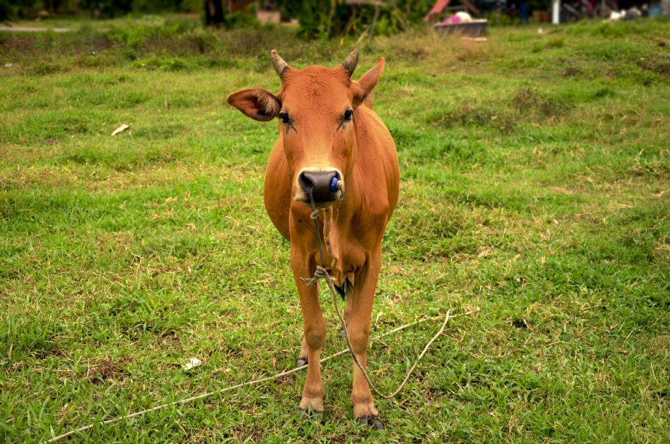 Mead for farming farmland