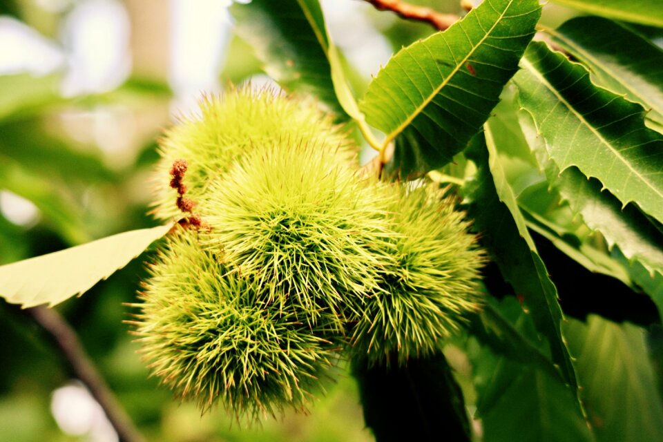 Fruit forest nature