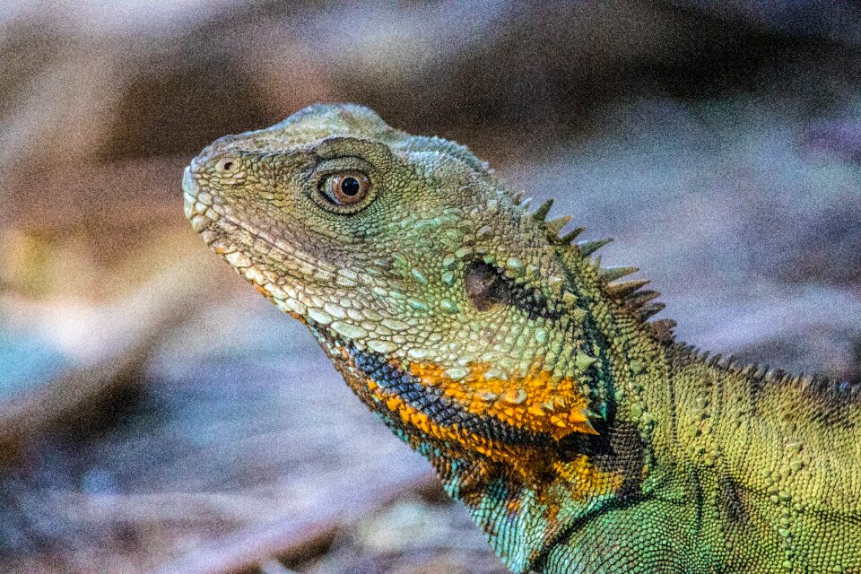 Animal reptile outdoors