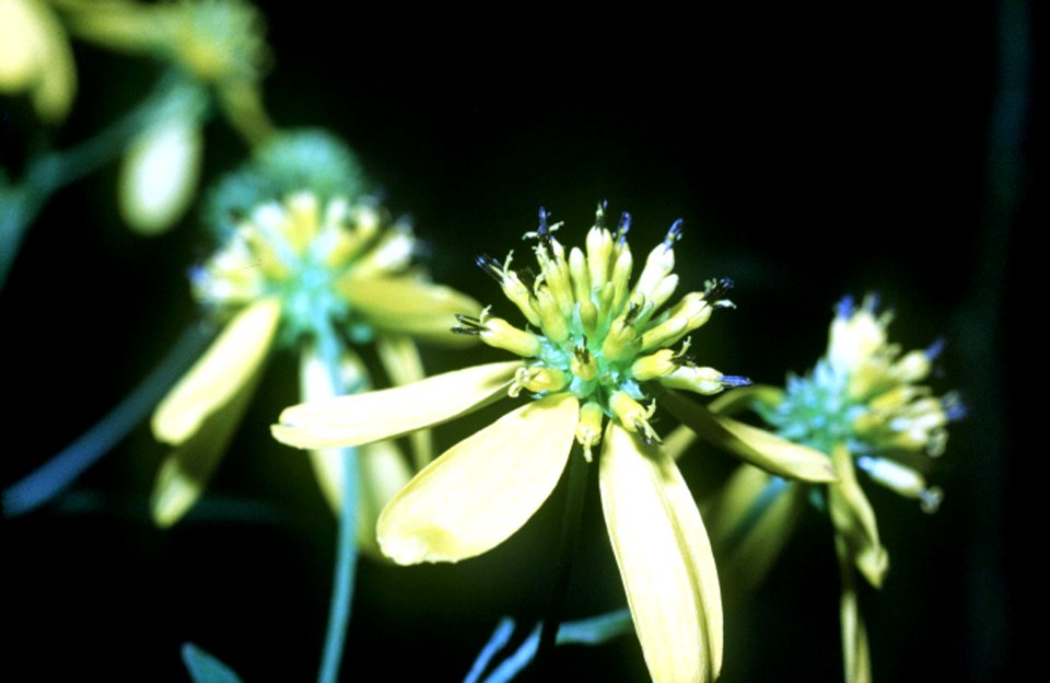 Verbesina alternifolia NRCS-1