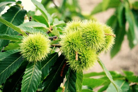 Fruit forest nature