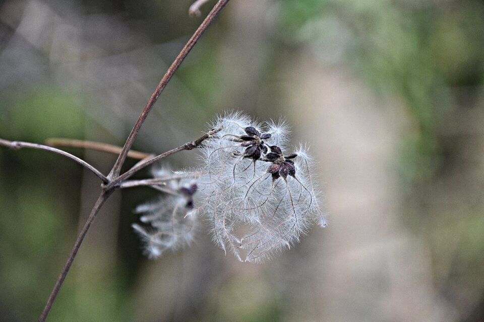 Nature plant way plant
