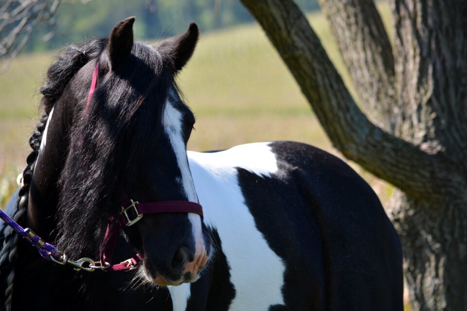 Animal stallion mammal photo