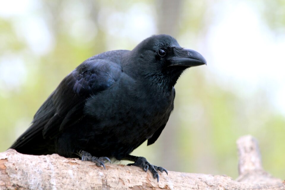 Living nature animals nature