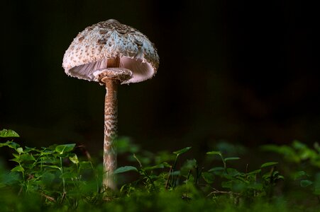 Mushroom hat edible