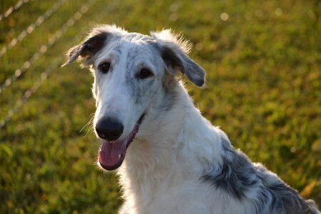 Pet animal young photo