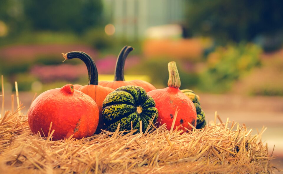 October vegetable food