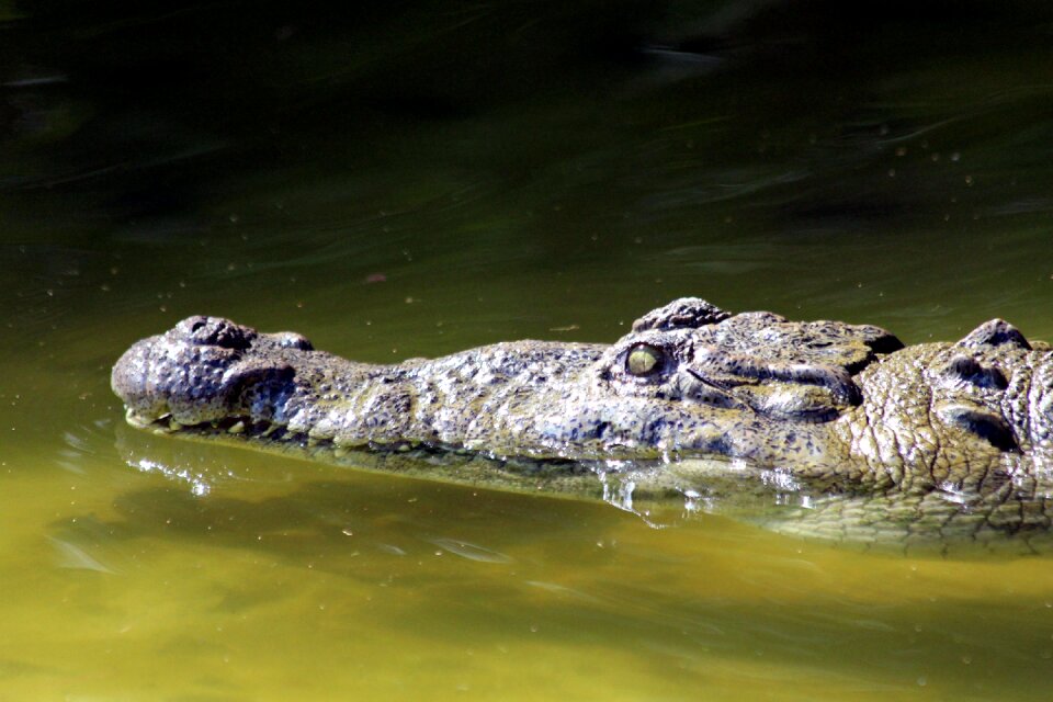 Reptile ostrorylyj crocodile crocodylus acutus