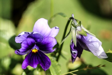 Summer flower summer color