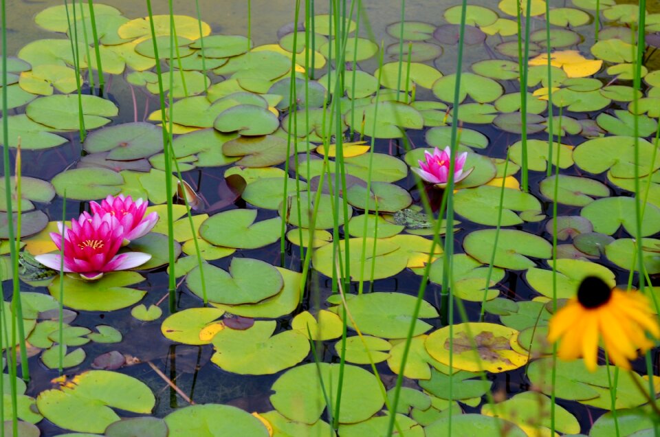 Frog water frog lily pad