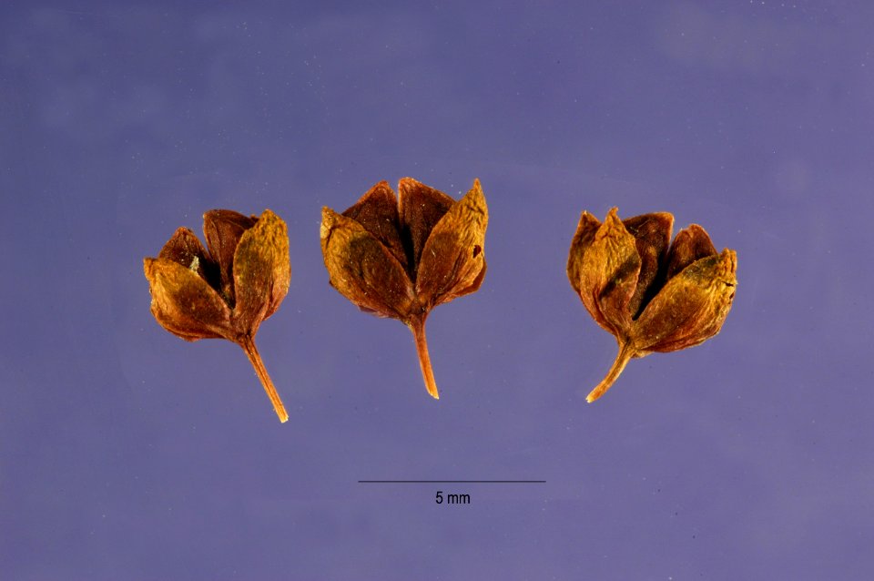Veronica catenata capsules