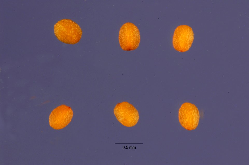 Veronica catenata seeds