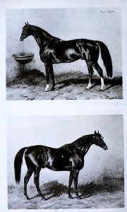 Verneuil & Doncaster Vadász- és Versenylap 32. évfolyam, 1888-01-01 1. szám photo