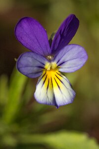 Outdoors summer violets