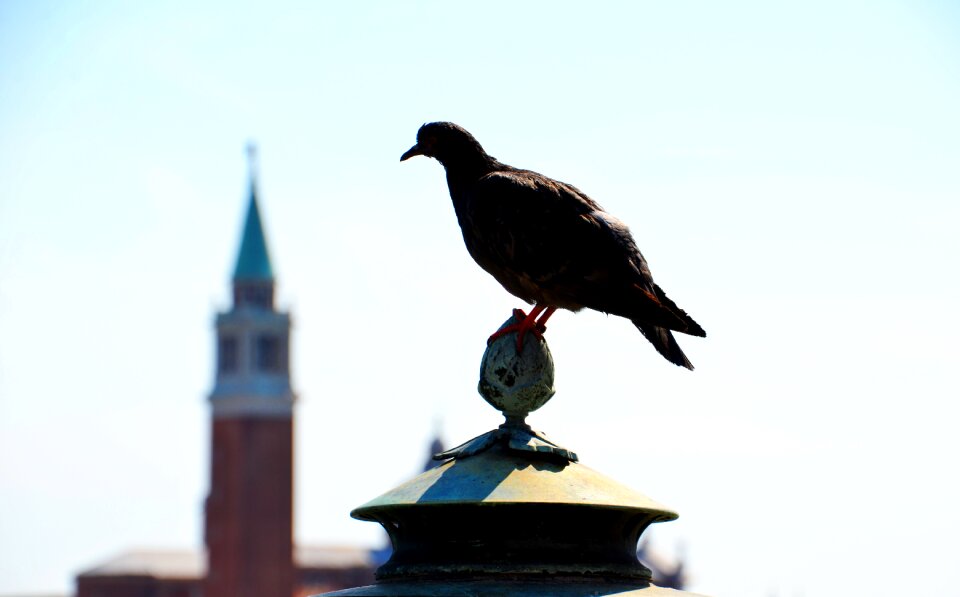 Animal bird steeple