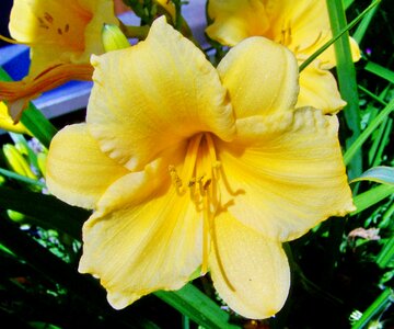 Lily pale yellow summer flower garden photo
