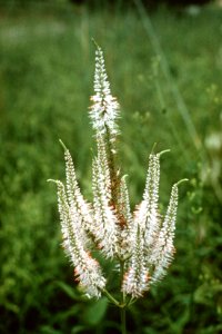 Veronicastrum virginicum NRCS-1