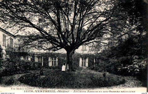 Vertheuil - Abbaye et son ormeau