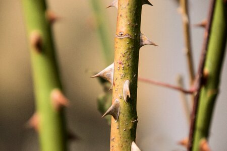 Growth close up spur