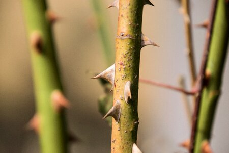 Growth close up spur photo