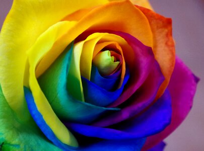 Rose love flowers