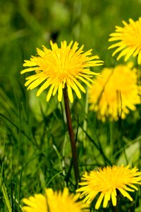 Grass flower dandelion