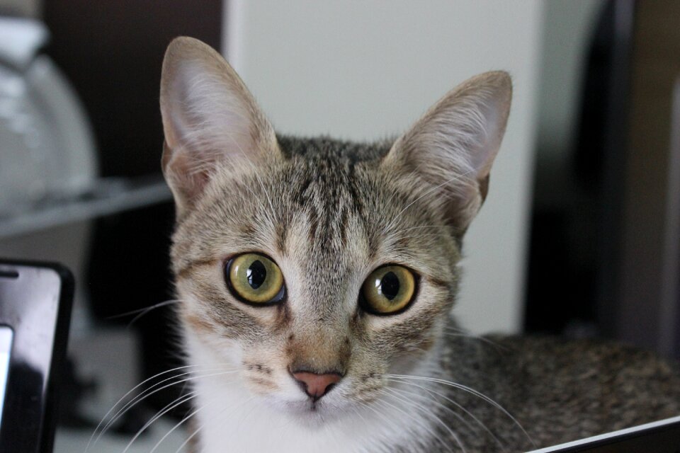 Domestic cat feline puppy