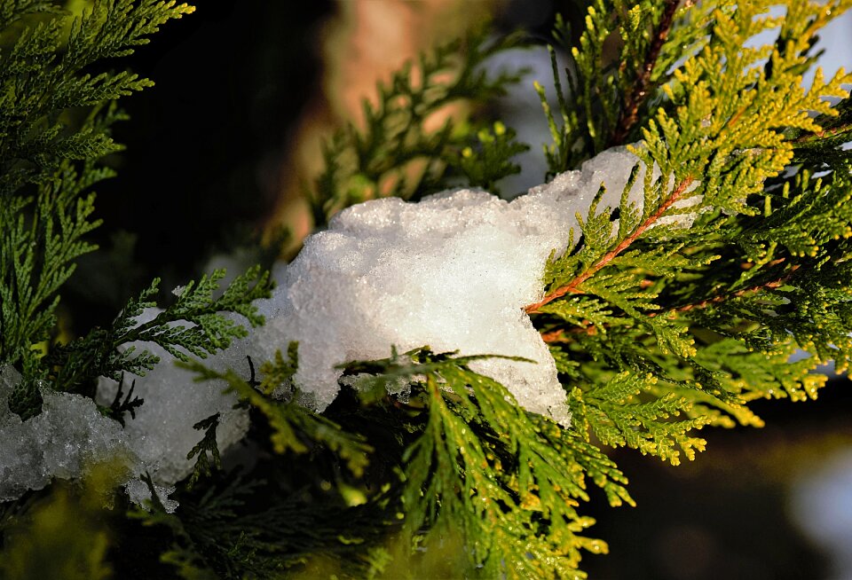 Frozen eiskristalle wintry