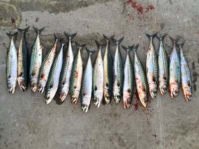 Fish norway summer