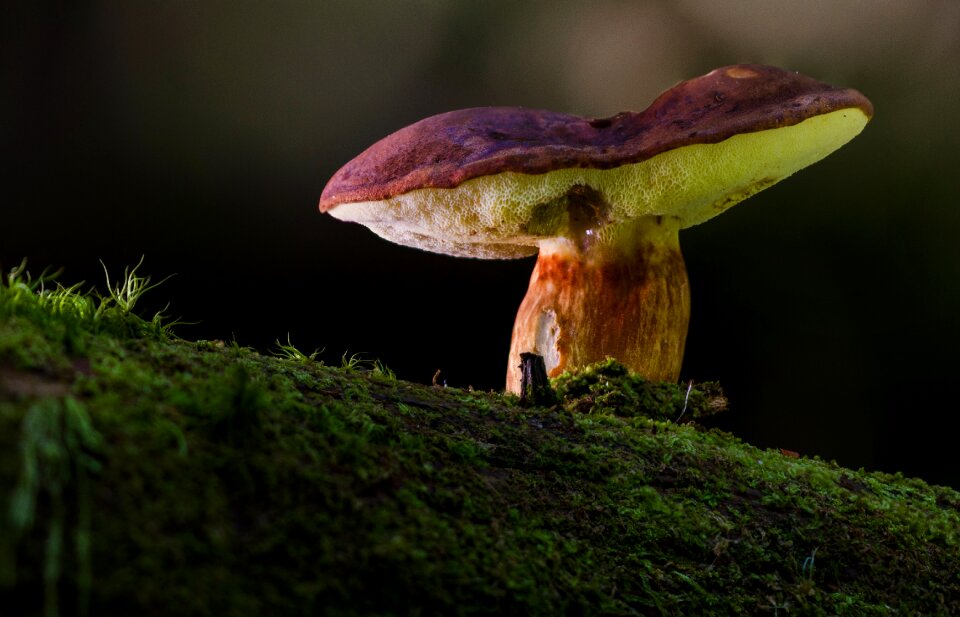 Rac edible mushroom