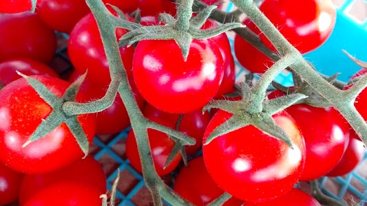 Tomato field nature