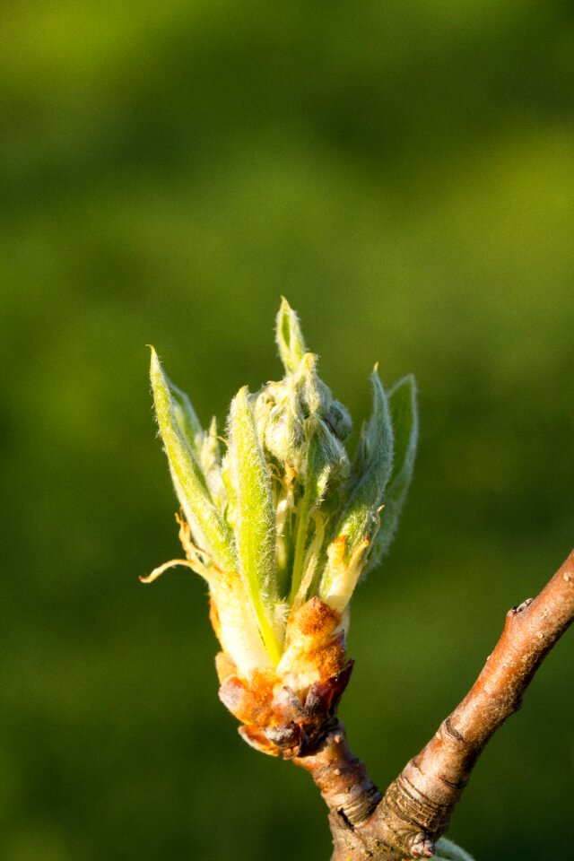 Growth pear blossom